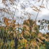 Plants Stipa Prairie Garden | Stipa Gigantea