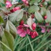 Plants Apple Pollinator Garden | Malus (Crab Apple) Toringo Scarlett