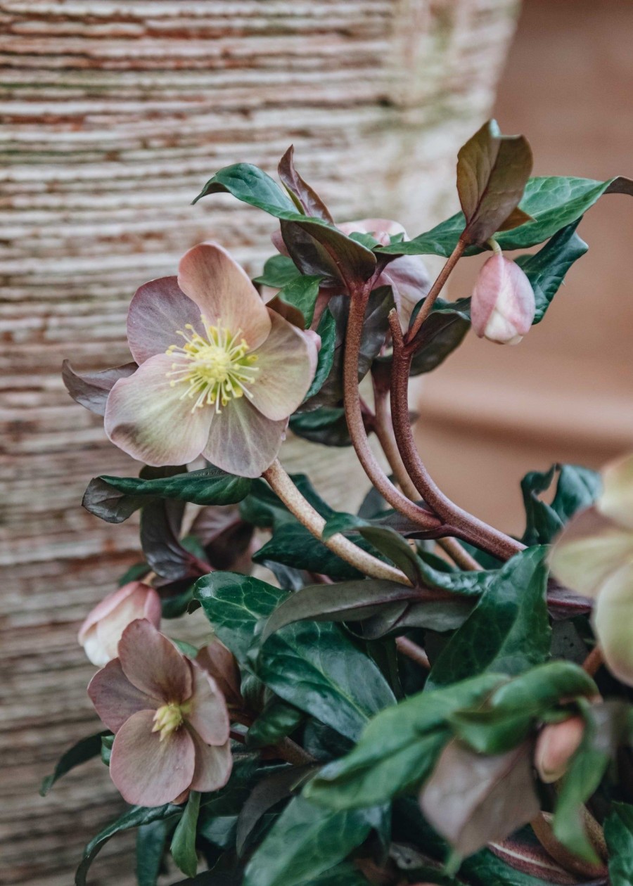 Plants Helleborus Pollinator Garden | Helleborus Marlon