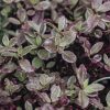 Plants Pittosporum Cottage Garden | Pittosporum Bannow Bay