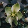 Plants Hellebore Cottage Garden | Helleborus Monte Christo