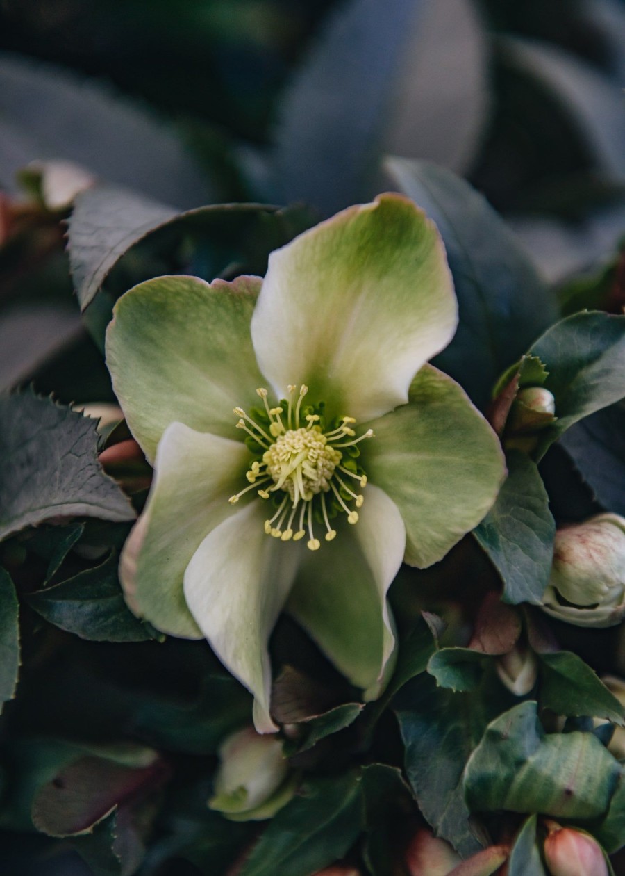 Plants Hellebore Cottage Garden | Helleborus Monte Christo