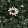 Plants Rhodanthemum Pollinator Garden | Rhodanthemum Casablanca