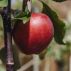 Plants Apple Kitchen Garden | Malus Domestica Tickled Pink Bush (Apple) M26 12L