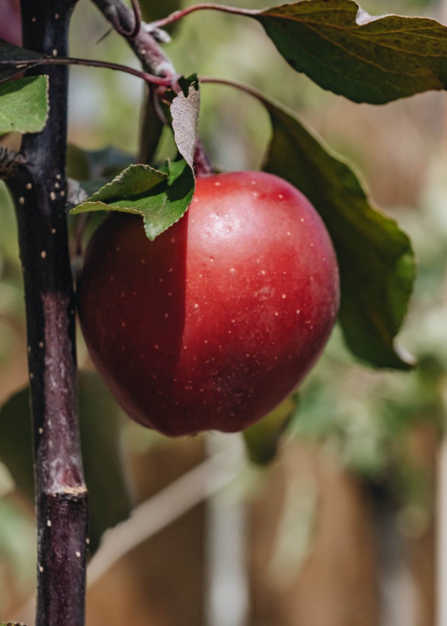 Plants Apple Kitchen Garden | Malus Domestica Tickled Pink Bush (Apple) M26 12L