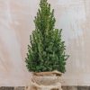 Plants Picea Cottage Garden | Picea Glauca December