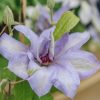 Plants Clematis Cottage Garden | Clematis Bernadine