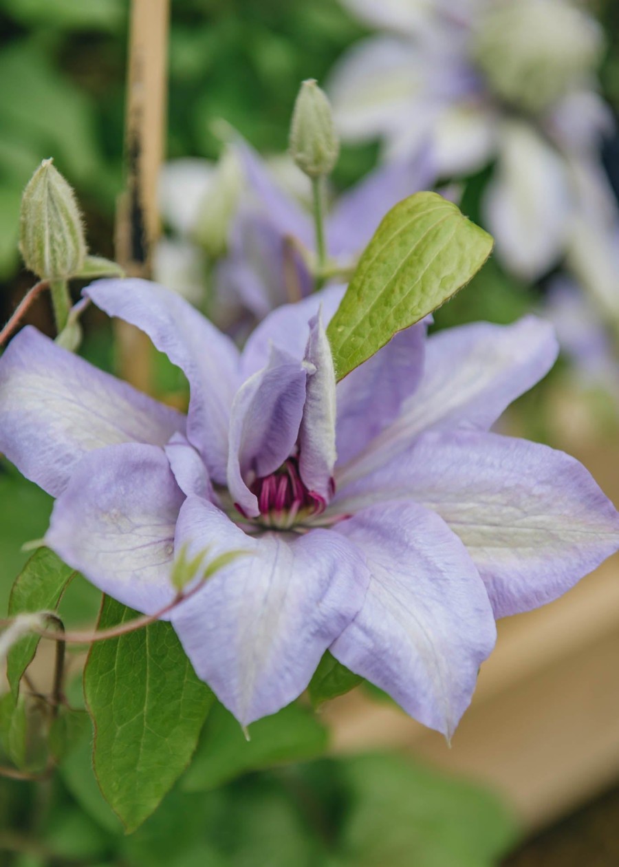 Plants Clematis Cottage Garden | Clematis Bernadine