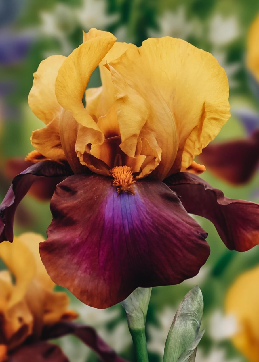 Plants Taylors Bulbs Iris Bulbs | Iris 'Louder Still', Pack Of Three Bulbs