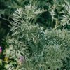 Plants Artemesia Cottage Garden | Artemesia Powis Castle