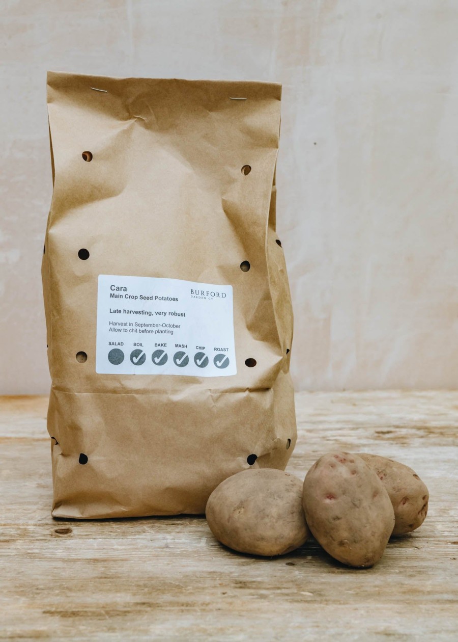 Plants Taylors Bulbs Seed Potatoes | Potato 'Cara'