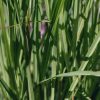 Plants Miscanthus Prairie Garden | Miscanthus Purpurascens