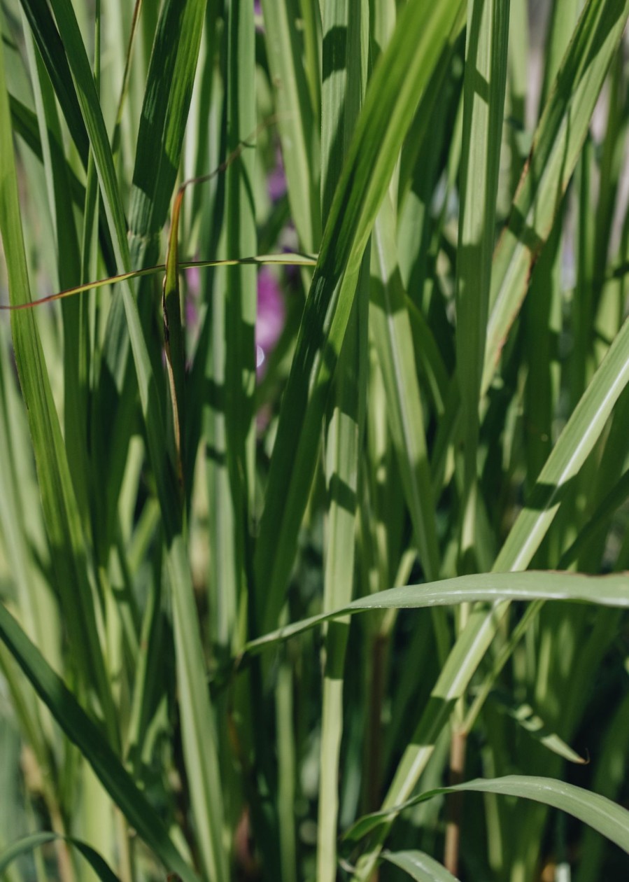 Plants Miscanthus Prairie Garden | Miscanthus Purpurascens