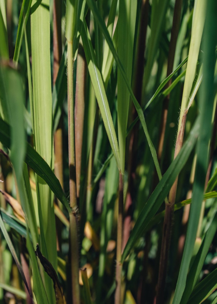 Plants Miscanthus Prairie Garden | Miscanthus Purpurascens