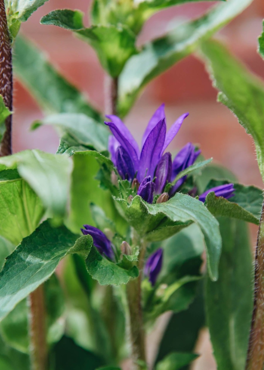 Plants Campanula Pollinator Garden | Campanula Genti Blue