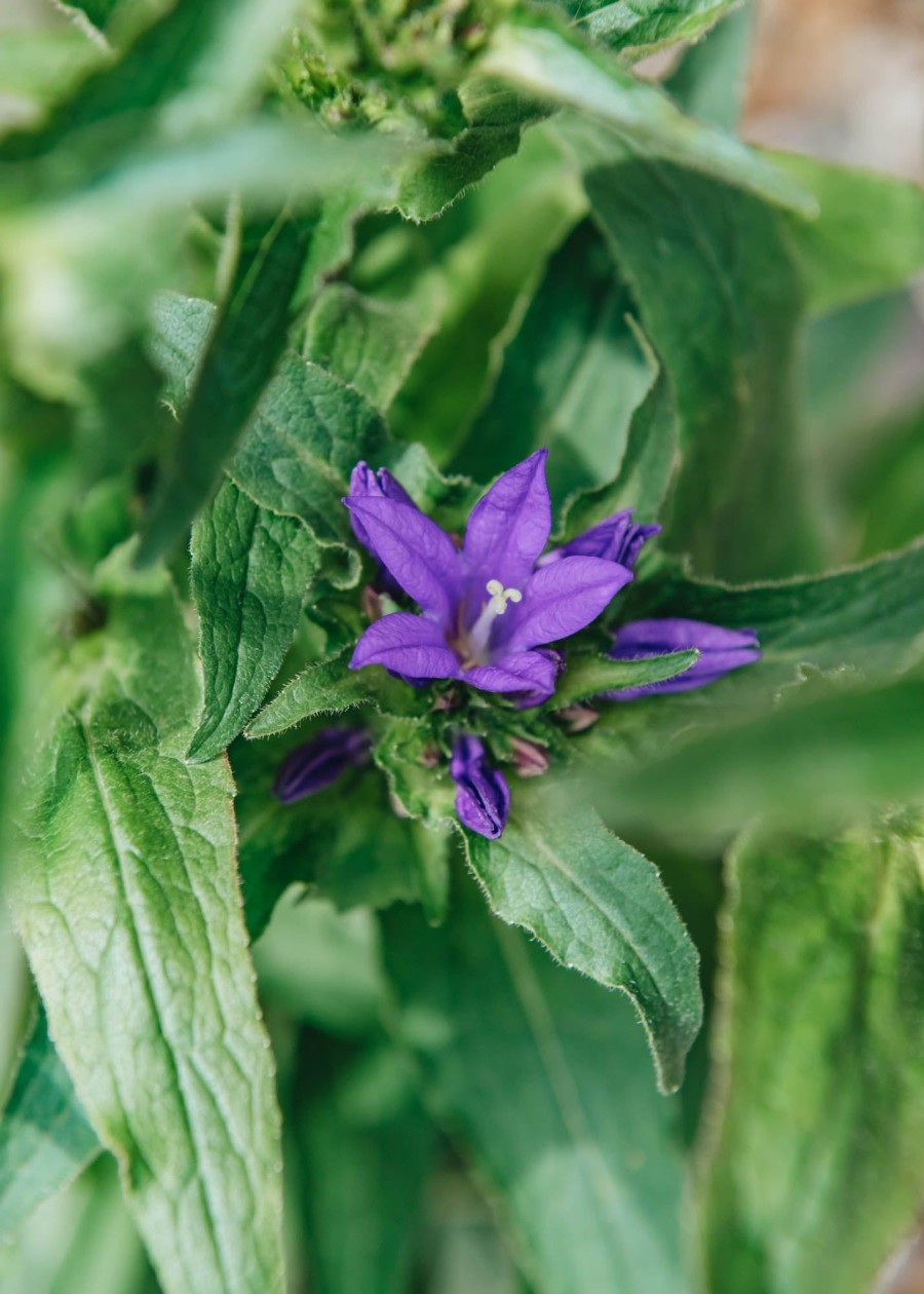 Plants Campanula Pollinator Garden | Campanula Genti Blue