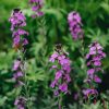 Plants Erysium Pollinator Garden | Erysimum Bowles'S Mauve Agm