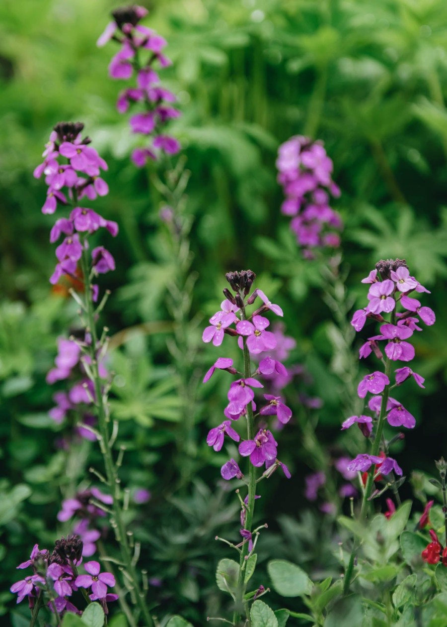 Plants Erysium Pollinator Garden | Erysimum Bowles'S Mauve Agm