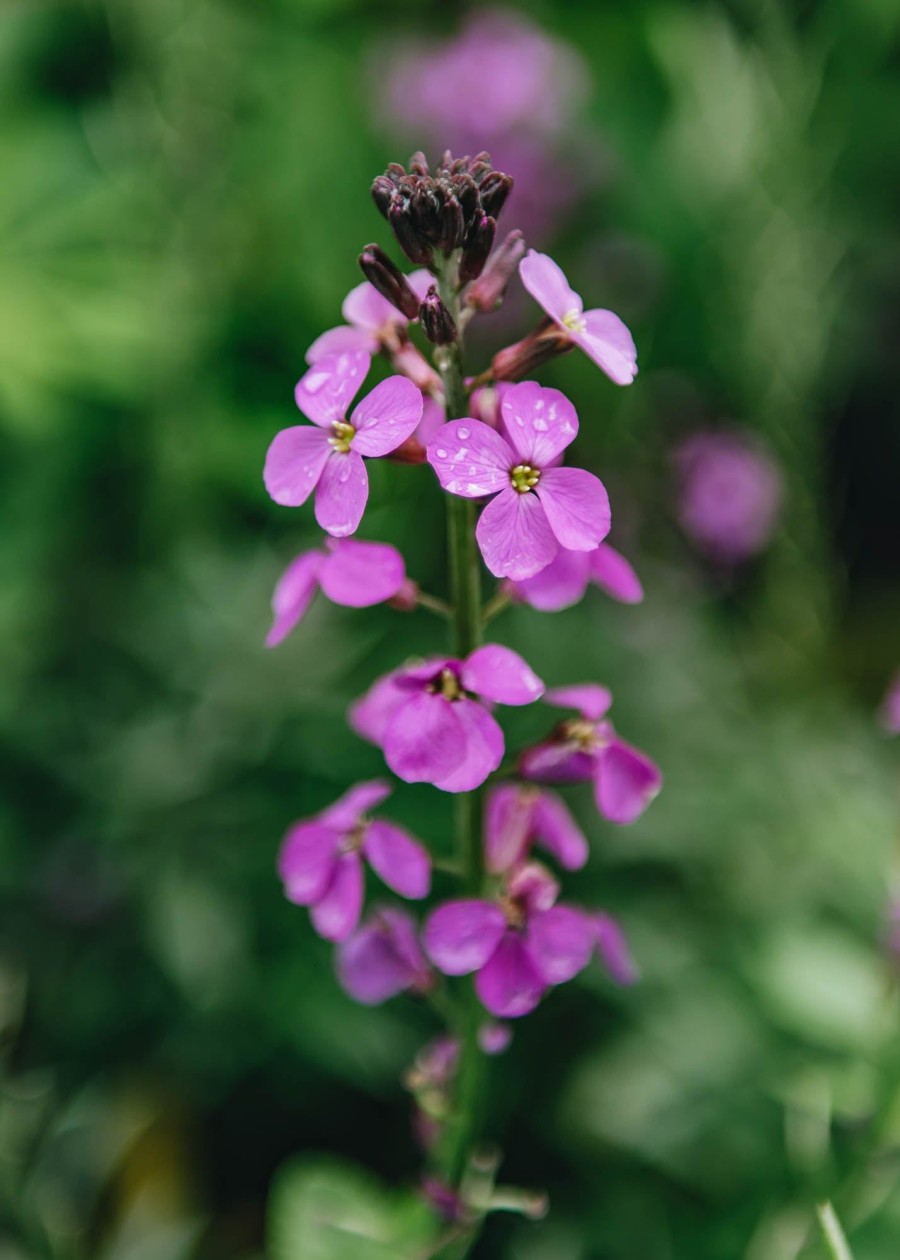 Plants Erysium Pollinator Garden | Erysimum Bowles'S Mauve Agm