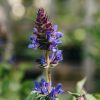 Plants Salvia Pollinator Garden | Salvia Nemorosa Blue Marvel