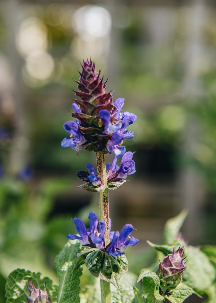 Plants Salvia Pollinator Garden | Salvia Nemorosa Blue Marvel