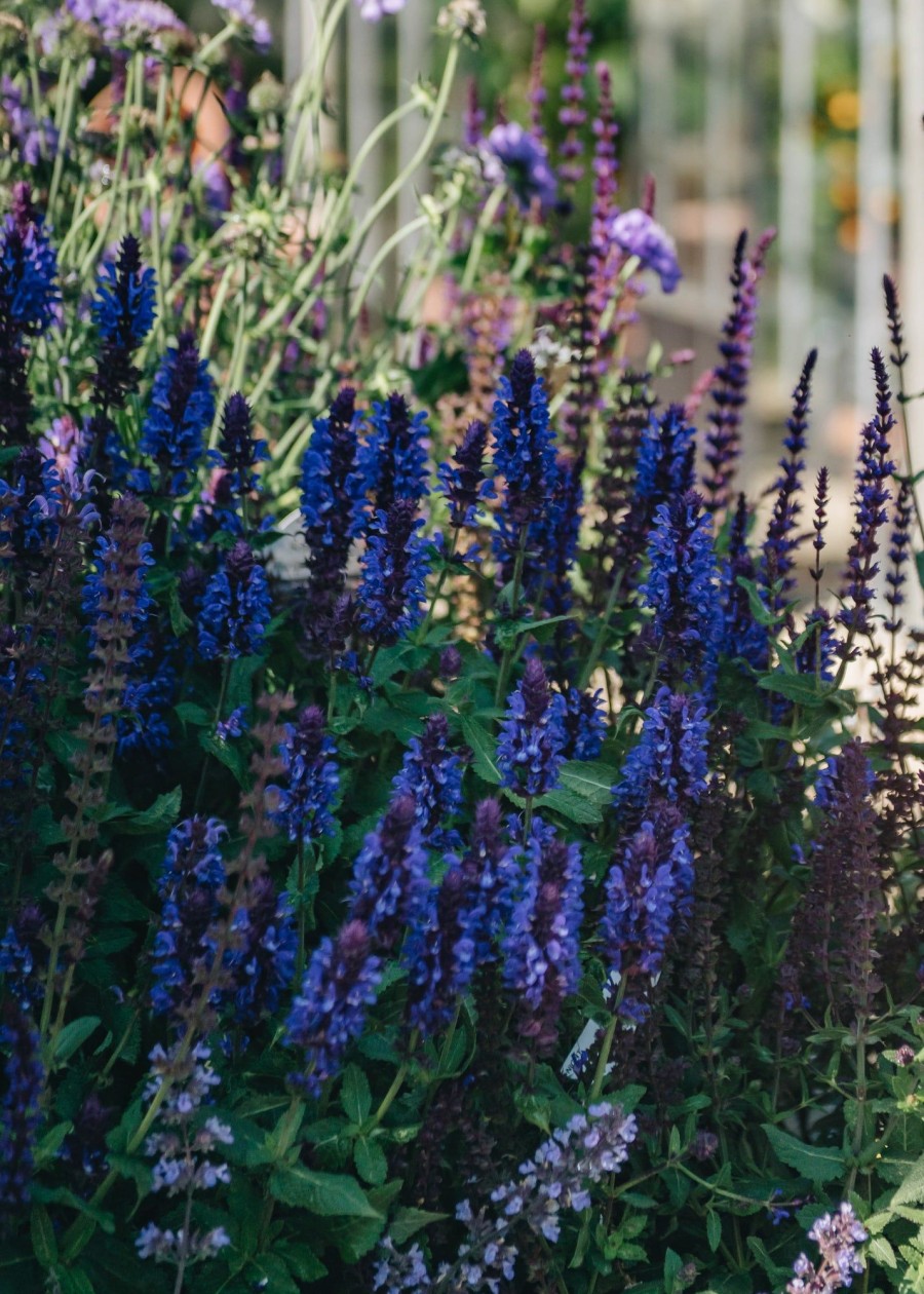 Plants Salvia Pollinator Garden | Salvia Nemorosa Blue Marvel