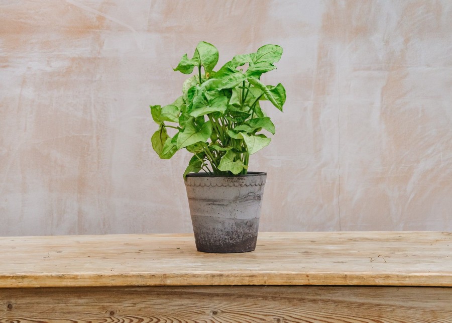 Interiors Houseplants Houseplants & Pots | Syngonium Podophyllum 'White Butterfly'