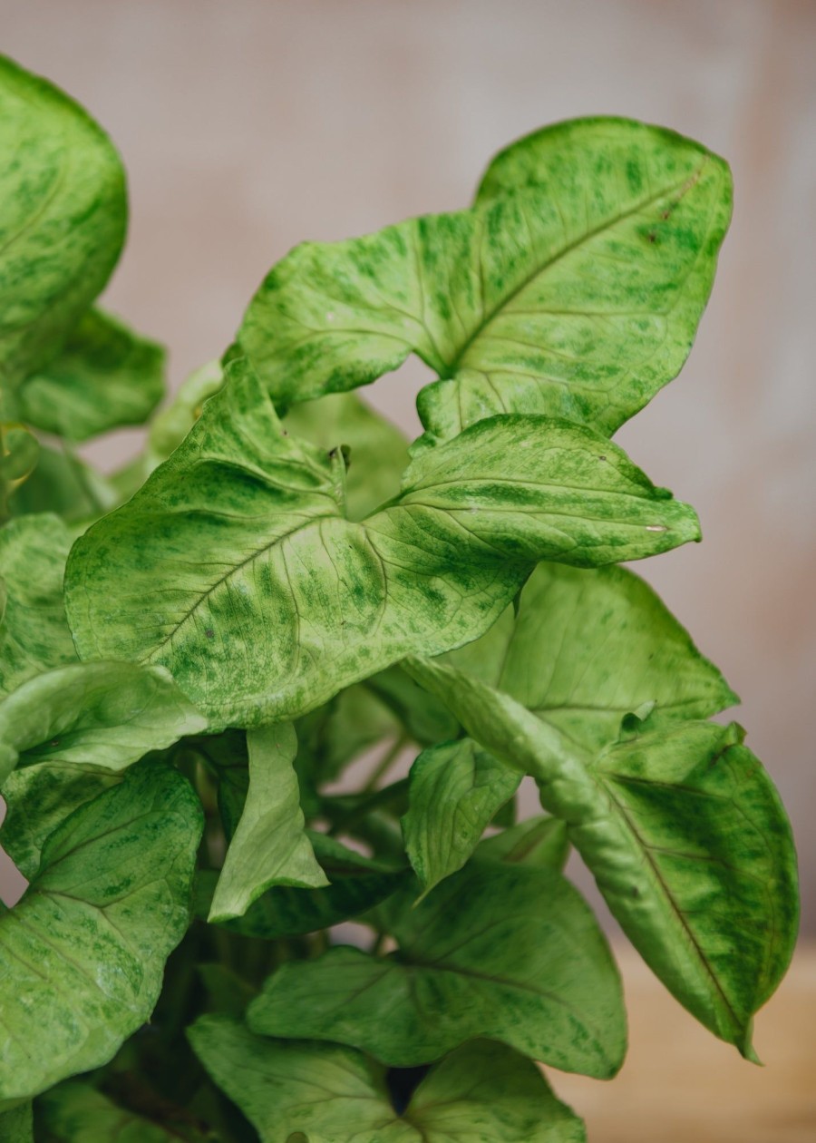 Interiors Houseplants Houseplants & Pots | Syngonium Podophyllum 'White Butterfly'