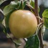 Plants Apple Kitchen Garden | Malus Domestica Surprize Bush (Apple) M26 12L