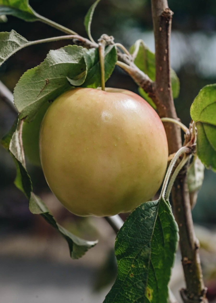 Plants Apple Kitchen Garden | Malus Domestica Surprize Bush (Apple) M26 12L