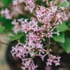 Plants Syringa Pollinator Garden | Syringa Boomerang Pink Perfume