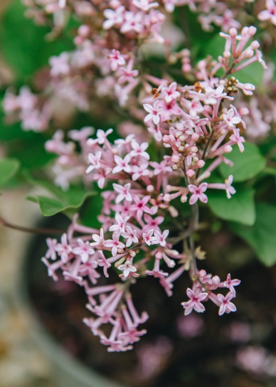 Plants Syringa Pollinator Garden | Syringa Boomerang Pink Perfume