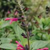 Plants Salvia Pollinator Garden | Salvia Amante