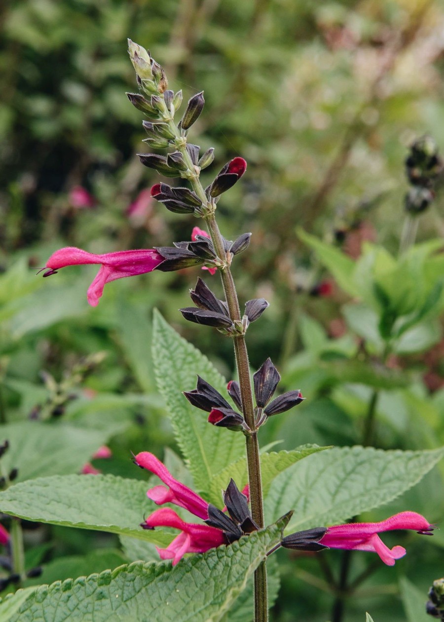 Plants Salvia Pollinator Garden | Salvia Amante