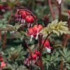 Plants Dicentra Pollinator Garden | Lamprocapnos Spectabilis Valentine