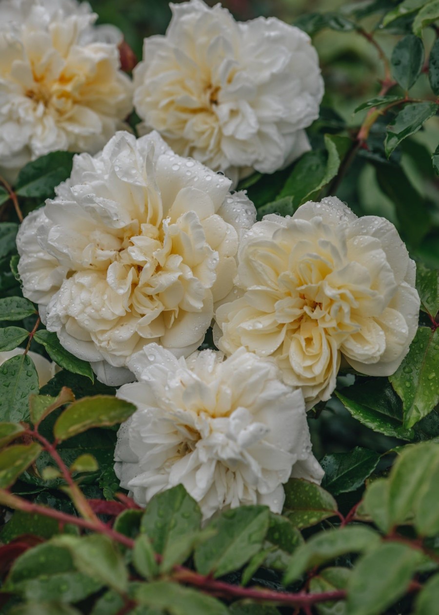 Plants David Austin Roses Rose Garden | Alberic Barbier Agm Rose