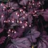 Plants Heuchera Cottage Garden | Heuchera Wild Rose