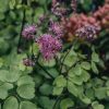 Plants Thalictrum Pollinator Garden | Thalictrum Little Pinkie