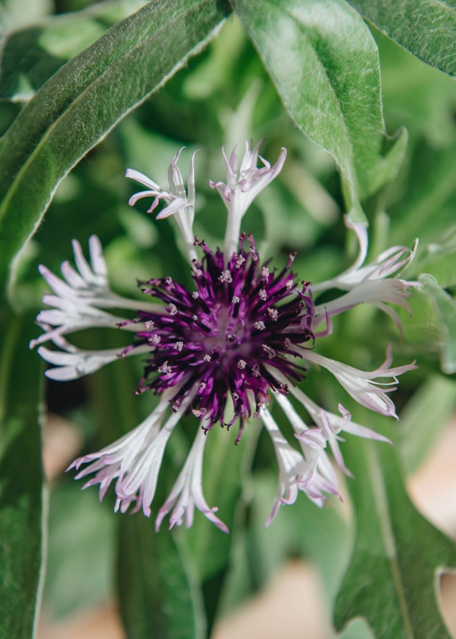 Plants Centaurea Prairie Garden | Centaurea Amethyst In Snow 3L