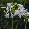 Plants Agapanthus Pollinator Garden | Agapanthus Silver Baby