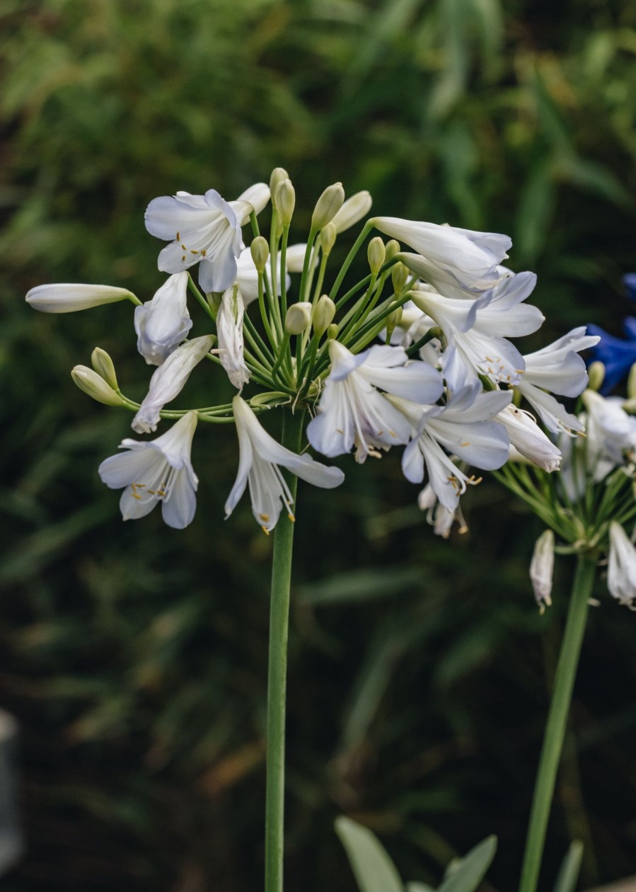 Plants Agapanthus Pollinator Garden | Agapanthus Silver Baby