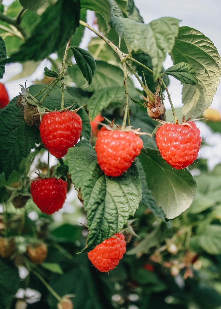 Plants Raspberry Kitchen Garden | Rubus Idaeus Twotimer Sugana (Raspberry)