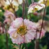 Plants Geum Pollinator Garden | Geum Petticoats Peach