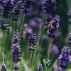 Plants Lavender Pollinator Garden | Hidcote Lavender