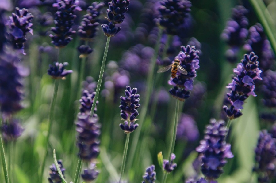 Plants Lavender Pollinator Garden | Hidcote Lavender