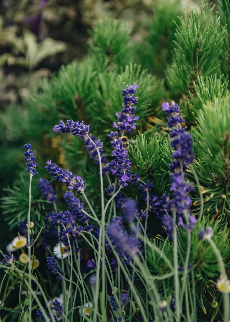 Plants Lavender Pollinator Garden | Hidcote Lavender