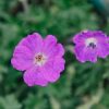 Plants Geranium Pollinator Garden | Geranium Max Frei