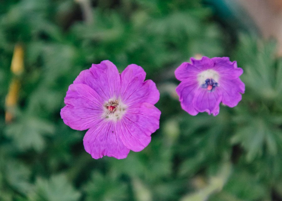 Plants Geranium Pollinator Garden | Geranium Max Frei