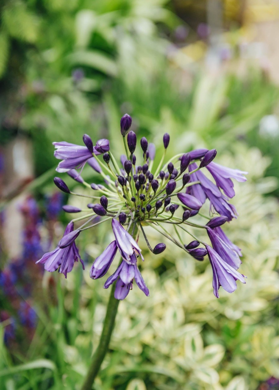 Plants Agapanthus Prairie Garden | Agapanthus Poppin' Purple 3L