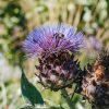 Plants Cardoon Kitchen Garden | Cynara Cardunculus